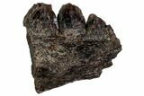 Triassic Fossil Synapsid (Dimetrodon) Jaw Section - Texas #315727-1